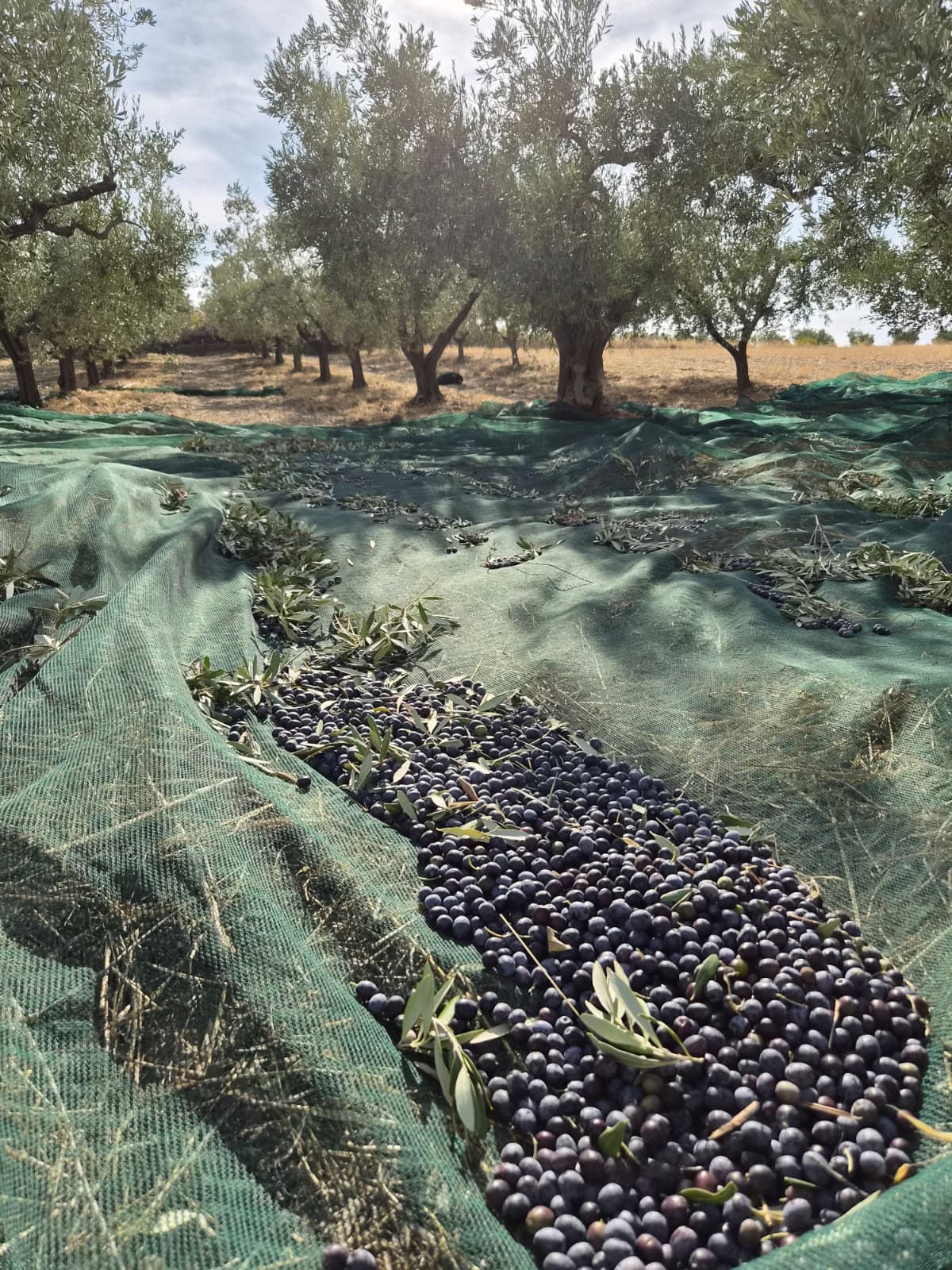 Olive nere appena raccolte, sparse su una rete verde, con i filari di ulivi dietro