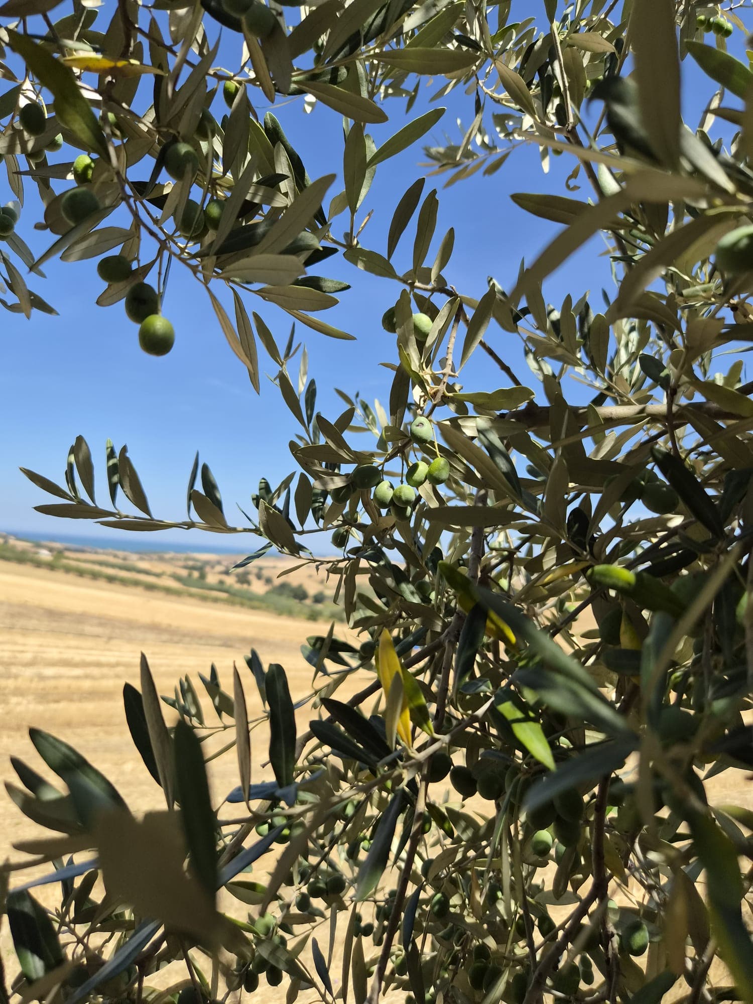 Un ramo d’ulivo con olive verdi; oltre i campi di grano, all’orizzonte, il mare