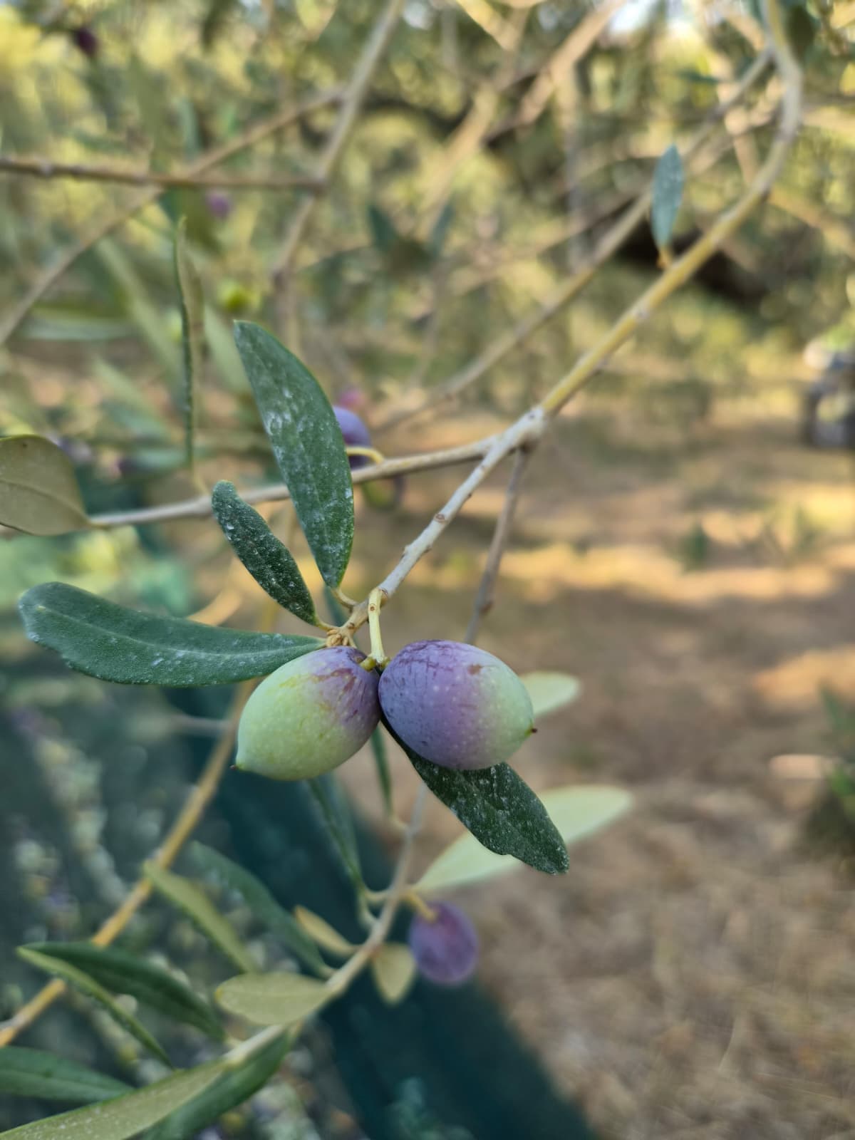 Due olive su un ramo, con l’uliveto sfocato sullo sfondo
